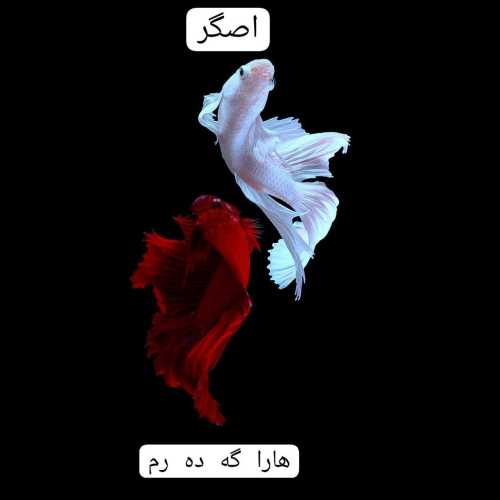 Asgar – Hara Gedram